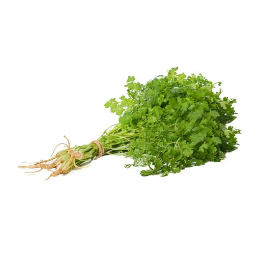 Cilantro